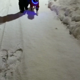 大型犬と散歩の画像