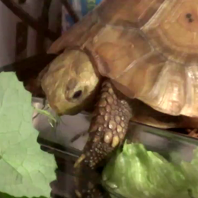 異議申し立ての画像