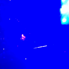 Chainsmokersのコンサート行ってきました！の画像