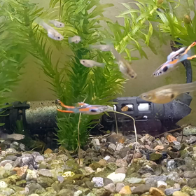 エンドラーズその後。の画像