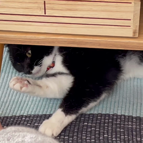 クロちゃん♀はマイペースの画像