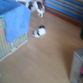 情けない父…の画像