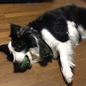 ボビーと虎太郎の画像