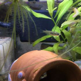 ゴンの捕食の画像