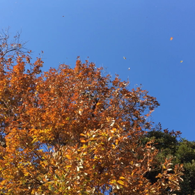 落ち葉がキレイだったの画像