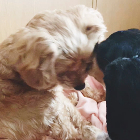 ジャクソン&クルーズの画像