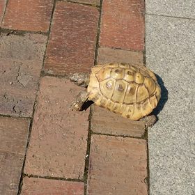 朝の出会いの画像