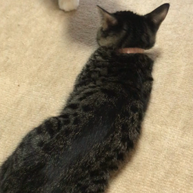 ミィちゃんの回復力！の画像