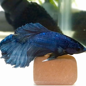 スマホの色変えたら怖がった熱帯魚ベリー君の画像