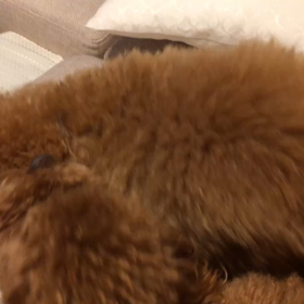 ●○経過観察　クラリス13日目　ニック15日目○●の画像