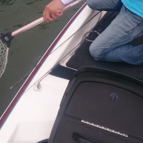 石田さんナイスフィッシュキャッチ！(movie)の画像