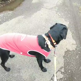 ホーホケキョの画像