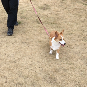 芝生タッチ練習の画像