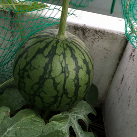 屋上のスイカと東サラさんの検討の画像