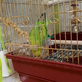 おくちゃん、新聞紙を振り回すの画像