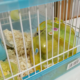 あれから８年『寄り添い』☺️PS…我が家のハムスター事情の画像