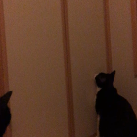 押入れ開けたところの画像