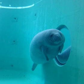 マナティ☆動画☆の画像