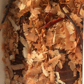 生きた伊勢海老がきた！の画像