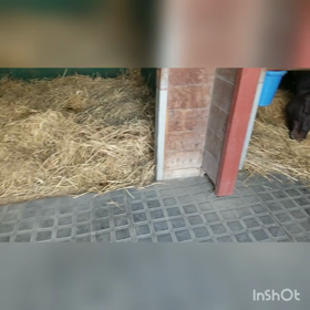 開催２日目の画像