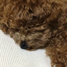 寝れん(￣▽￣;)の画像