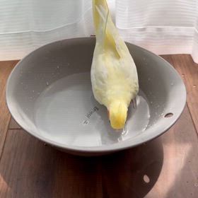 私は鳥になりたいの画像