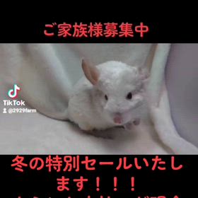 冬の特別セール！！！の画像