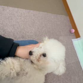 今日のニコ♪の画像