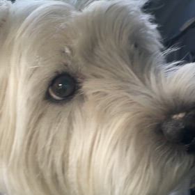 パリパリ大豆ミートの画像