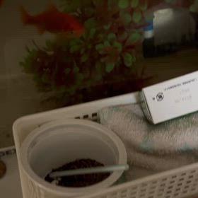 金魚　デスノートの画像