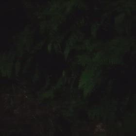 今日も元気に鳴いてるの画像