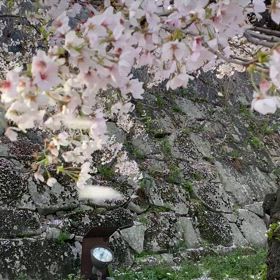 散る桜も、また美しくの画像