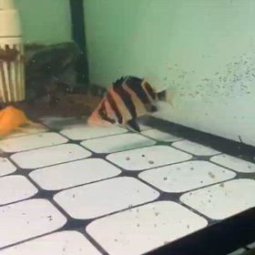 極上揃えてます！！の画像