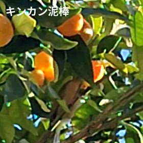 野鳥の恩返しなのかなぁ？の画像