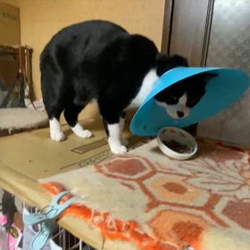 胡麻さん、負傷の画像