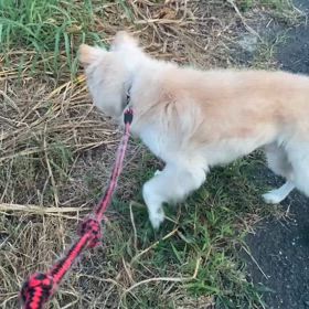 うどんお外にまた連れ出して貰ったよ✨の画像