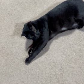 2024/12/04    黒猫さんのじじ坊の画像