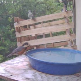 すぎぴたんの事件簿シーズン3　563話（ヤマガラは追いかけあい、メジロは仲良く水浴び！）の画像