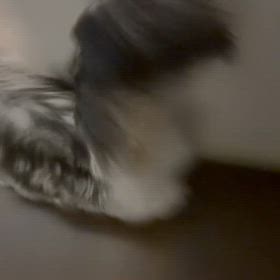 駆け降りるジャックの画像