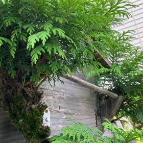 ヒナが生まれたようです。の画像