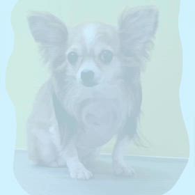 DOGXDOG ねねちゃんの画像