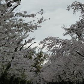 桜動画　２０２４の画像