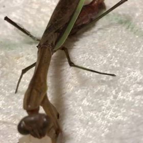 うんこしながら爆食い！痴呆症の母との生活！確定申告ああーe-tax.の画像