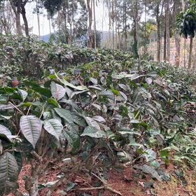 修剪阿薩姆茶樹 #有機茶#日月潭#水葉紅玉#老茶#梵音紅の画像