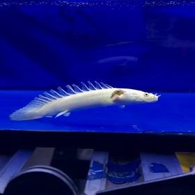 関東のお客様に蜃気楼ベビちゃんご成約頂きました！の画像