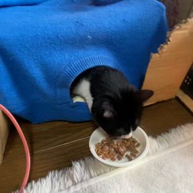 胡麻、傷口完治の画像