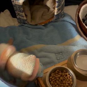 寝てちょうだい。。頼むから。。。泣の画像