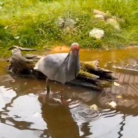 リズム脳トレ＝安部浩秋（打楽器奏者）の画像
