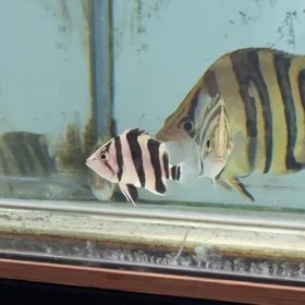 世界に誇る最強シャムタイガーバンドご成約頂きました！の画像