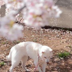 娘が作ってくれました！の画像